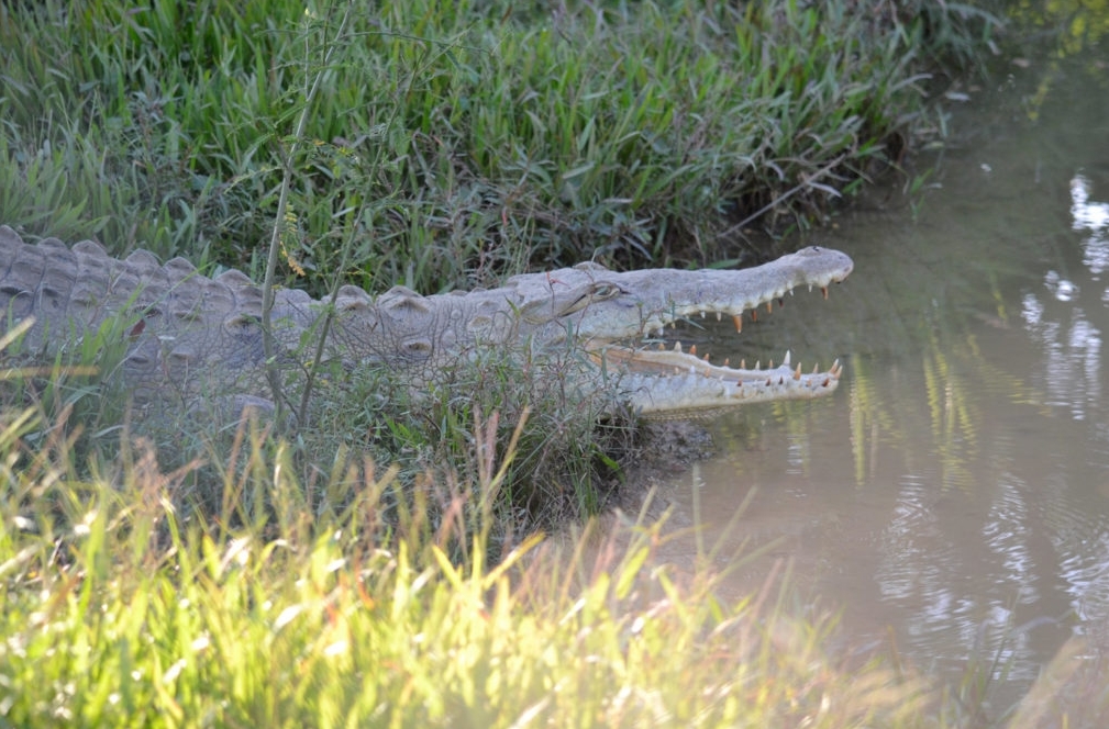 Cocodrilos Hacienda Nápoles